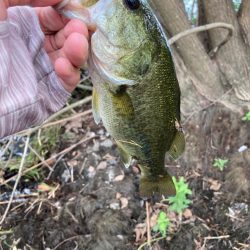 ルーシーが釣れる