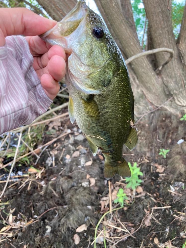 ルーシーが釣れる