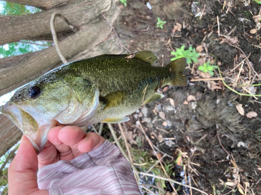 ルーシーが釣れる