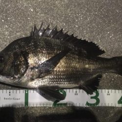 チヌのちサヨリ