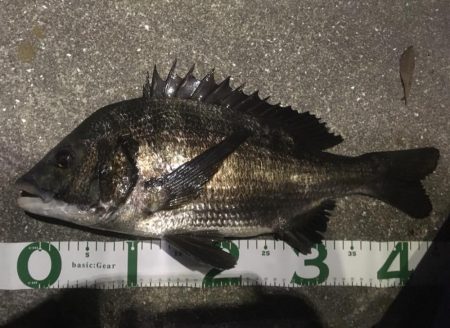 チヌのちサヨリ