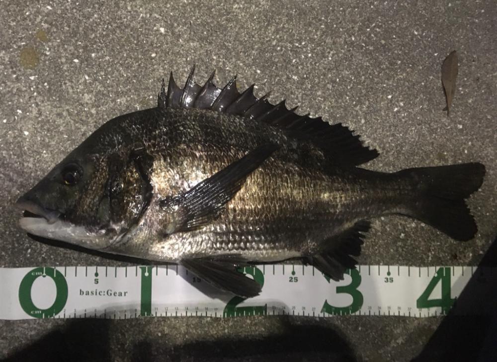 チヌのちサヨリ