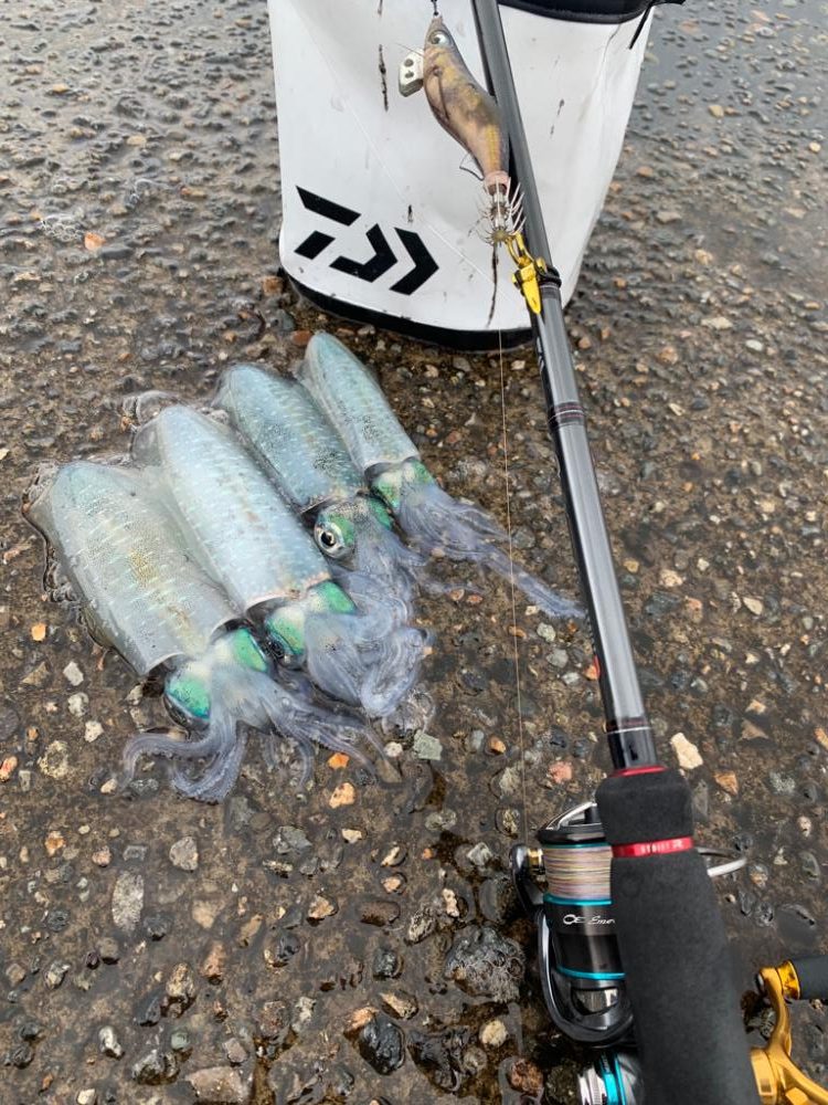 曇りのエギングDAY