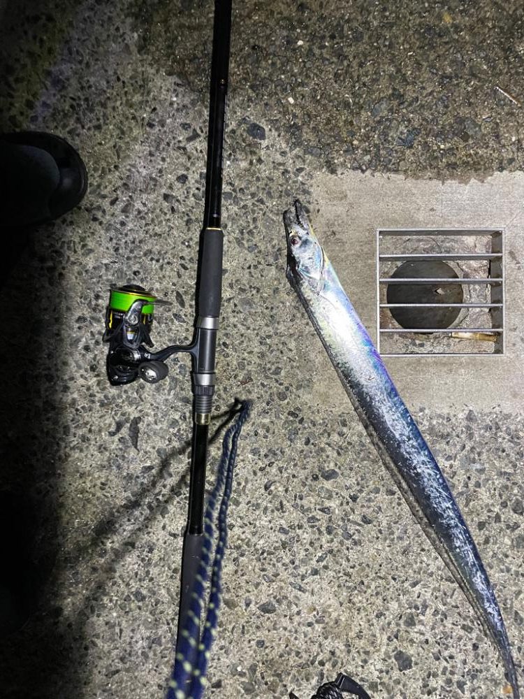 初アオリ初タチウオ