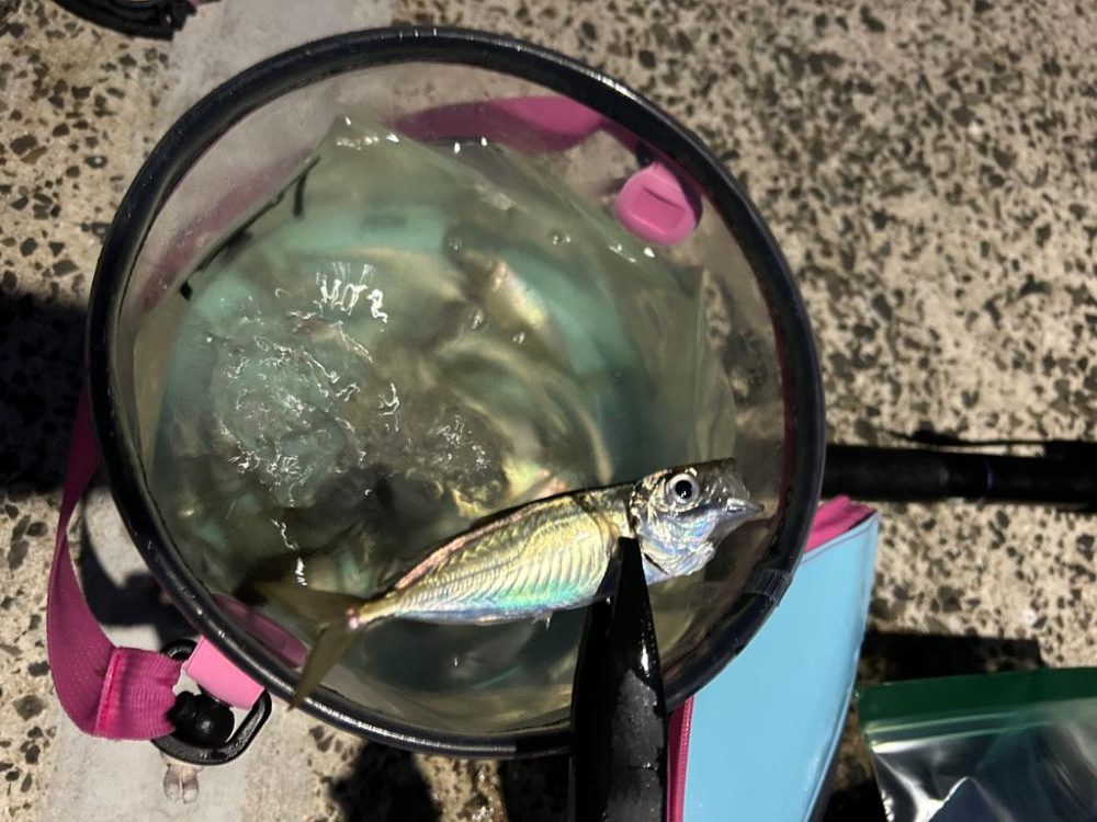 南蛮が食べたくなったのでアジング