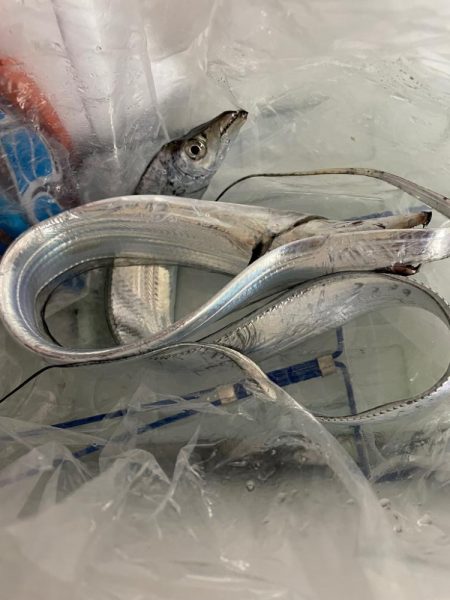 渋い中太刀魚GET