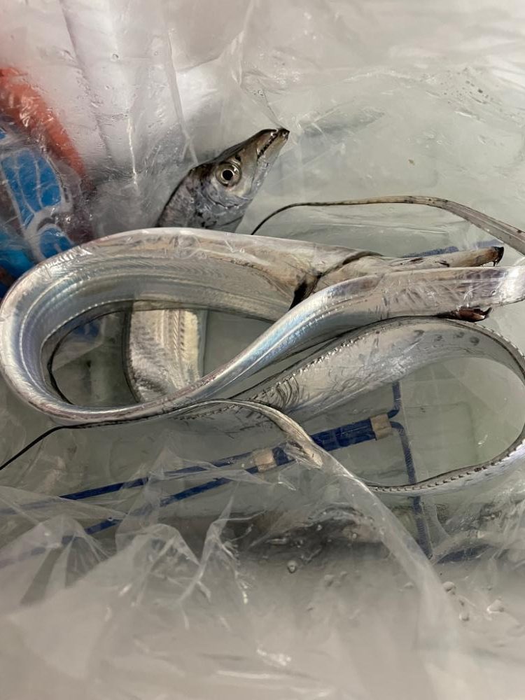 渋い中太刀魚GET