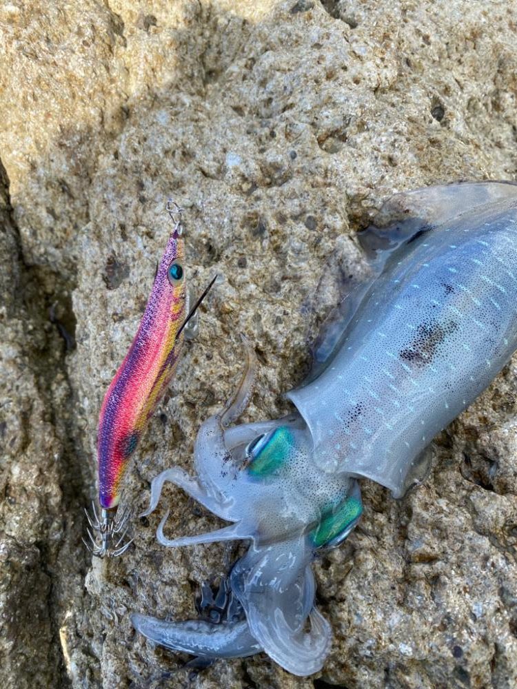 今日もイカチェック!