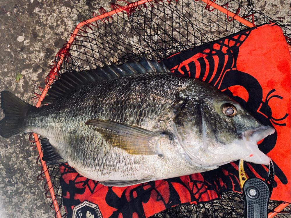 ヘチってきました