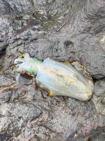 久しぶりエギング