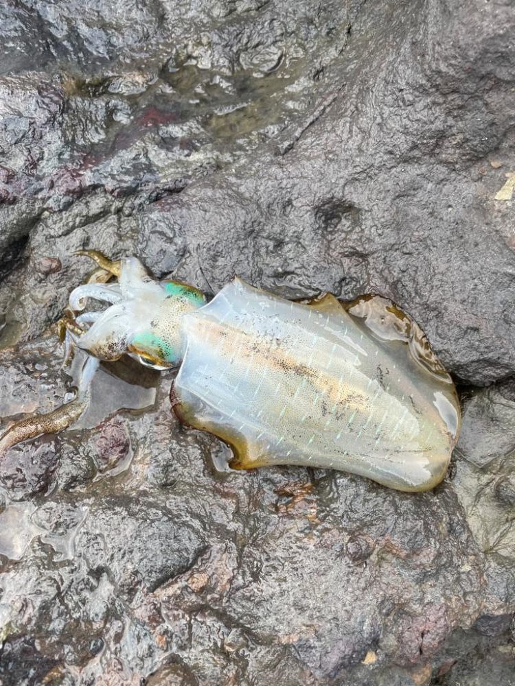 久しぶりエギング