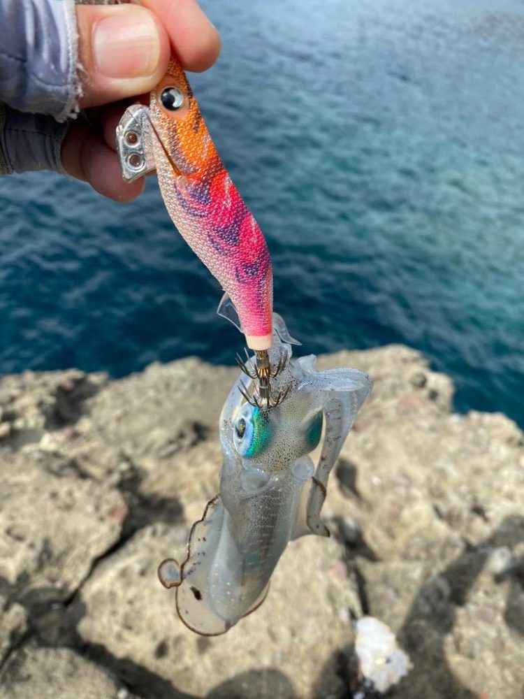 今年初の秋イカ！