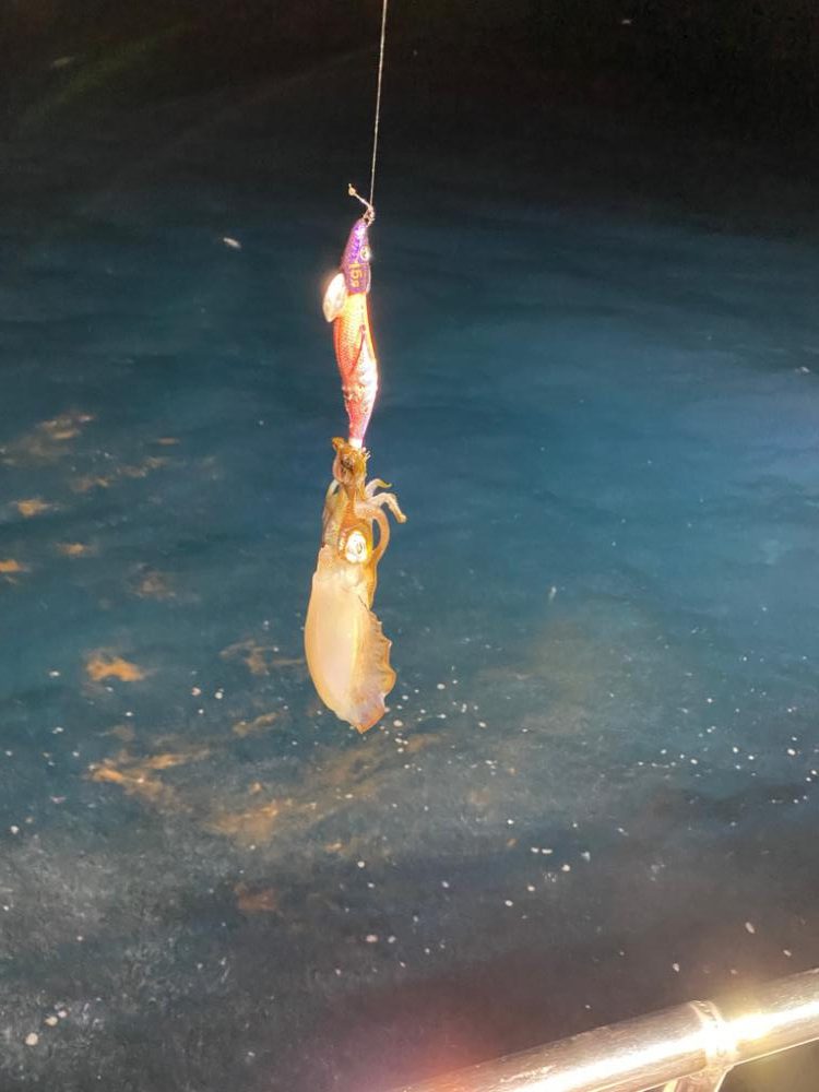 初ナイトティップラン