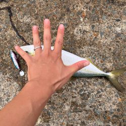 マズメでなくても