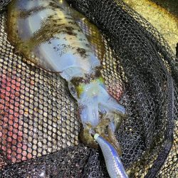 月夜のナイトエギング(^.^)タコも