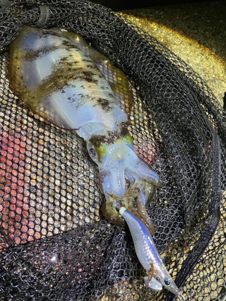 月夜のナイトエギング(^.^)タコも