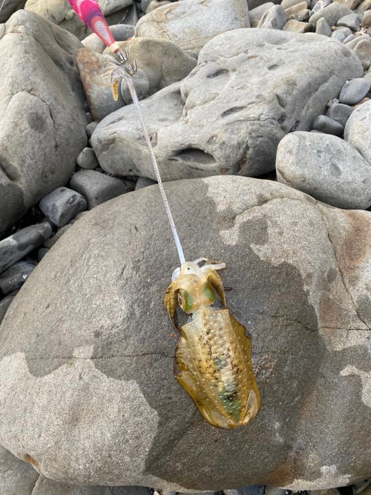 え？今年はアオリイカの当たり年？