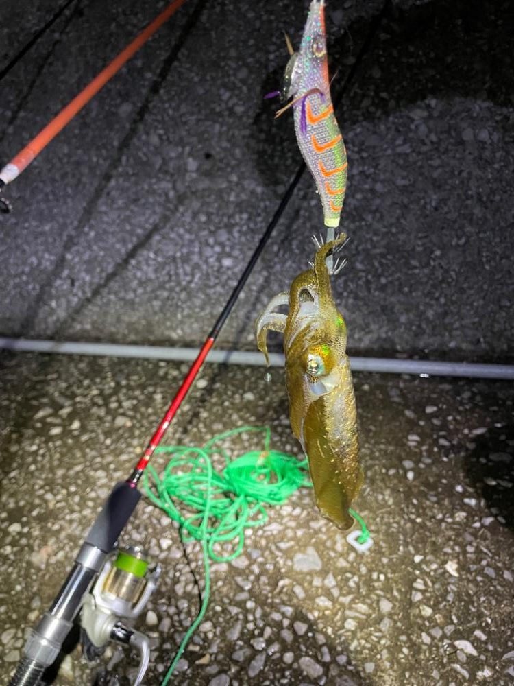 エギングはそこそこ、アジングは…