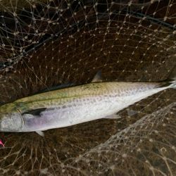 サワラスピンは巻きが軽いにゃ！