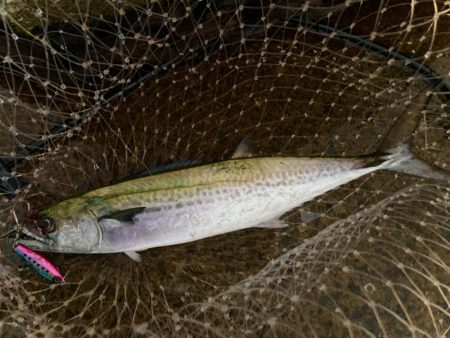 サワラスピンは巻きが軽いにゃ！