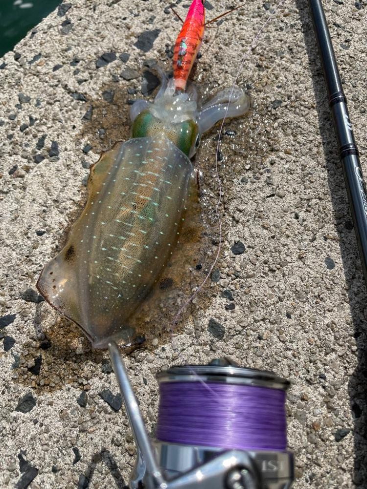 土日のリベンジに