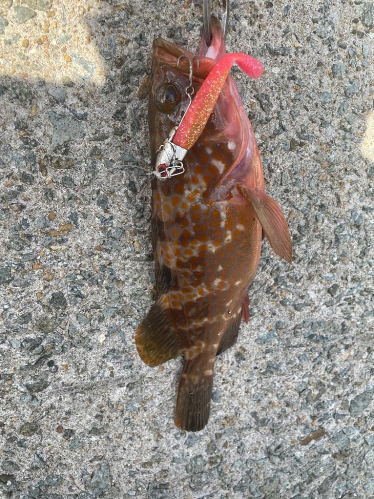 小型青物回遊中!