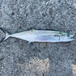 タモが使いたい