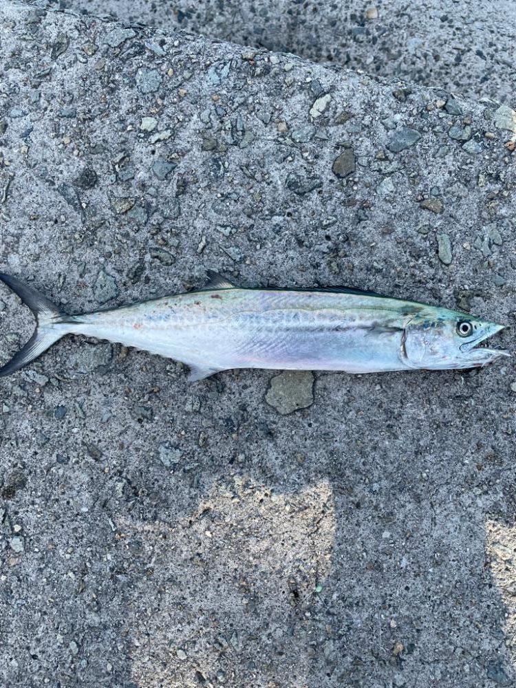 タモが使いたい