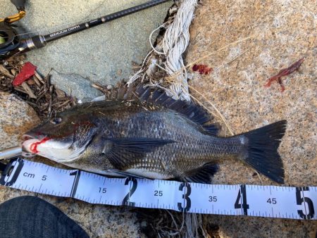 チニングやってみた！