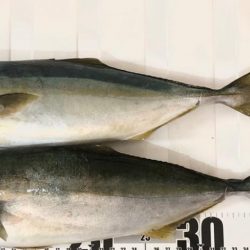 明石のSLJで元気な青物でした！