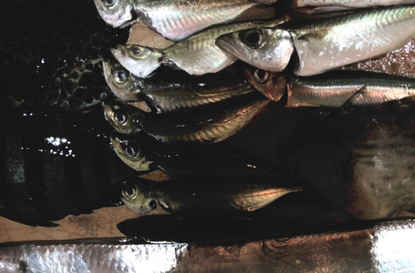 やっと個人的開幕タチウオ ！