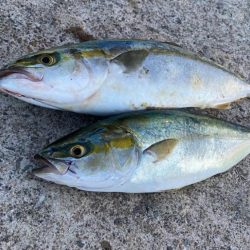 青物複数キャッチ