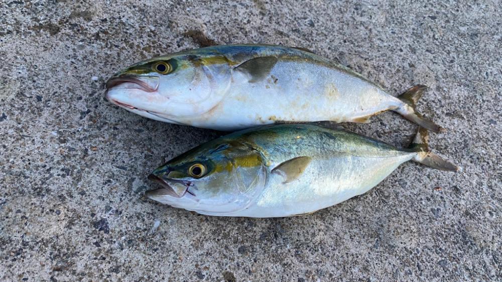 青物複数キャッチ