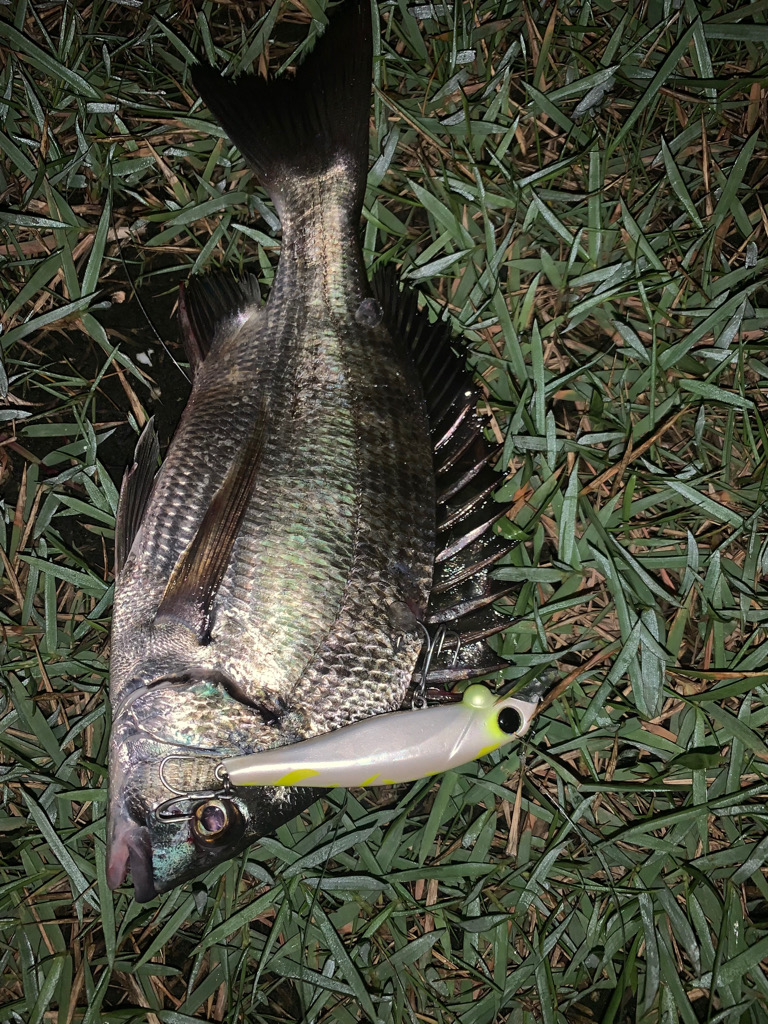 シーバス釣りたい•••