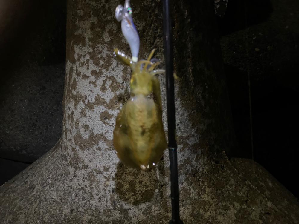 大阪でエギング