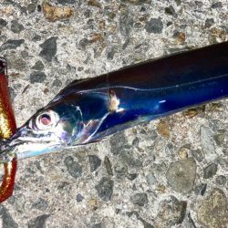 タチウオもジャックアイにゃ！