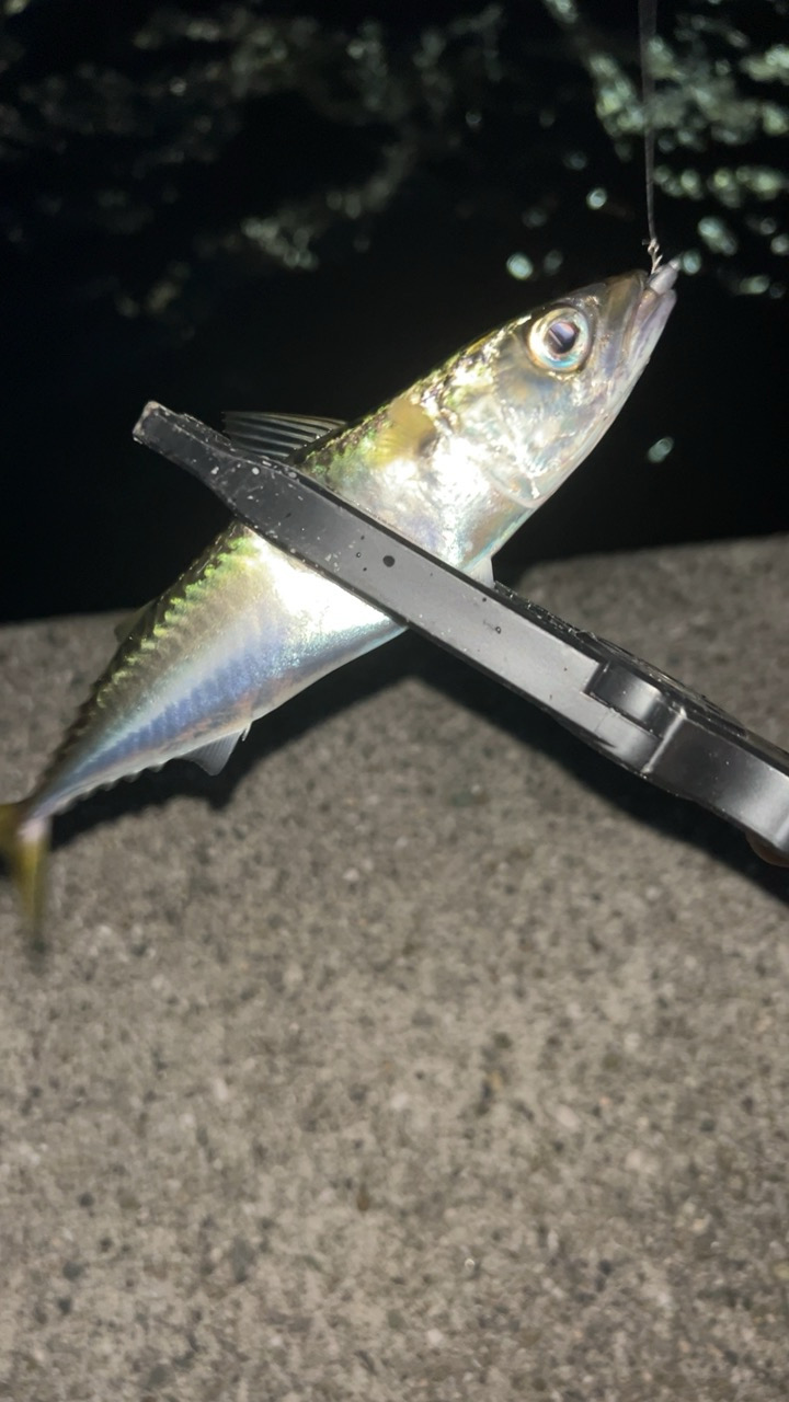 アジング五目釣り♪