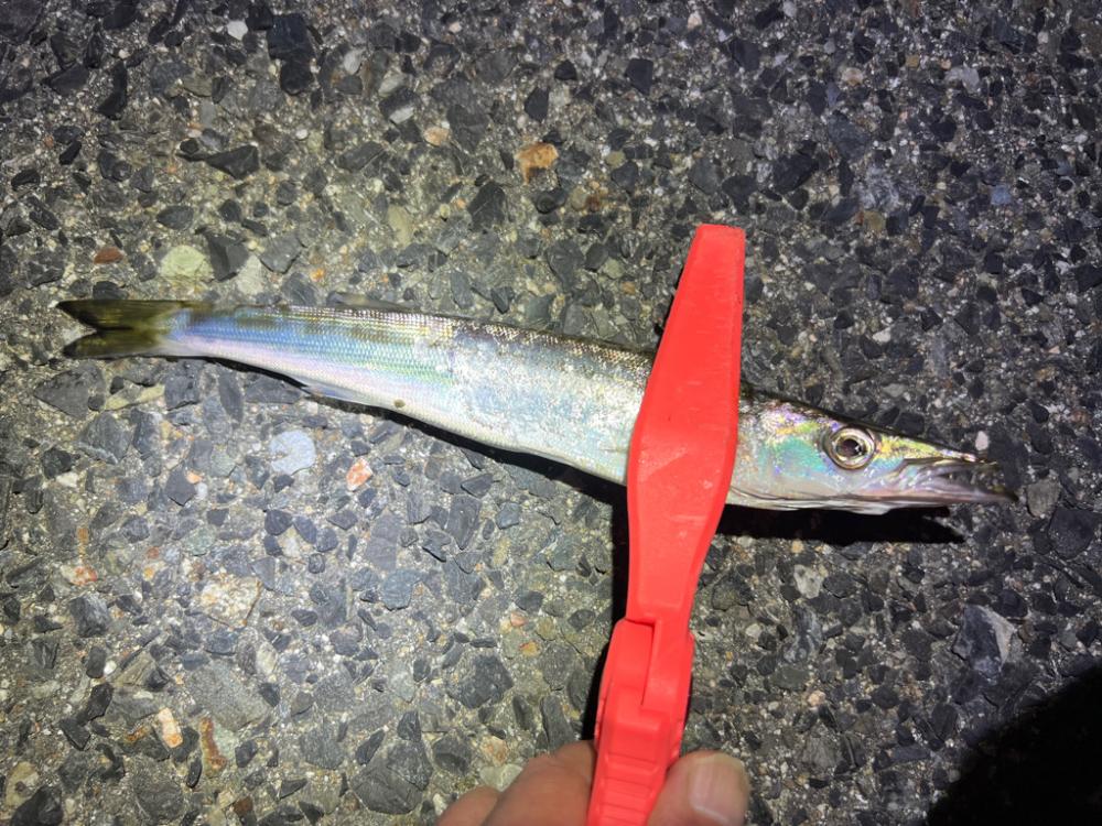 鯵を探して三千里 Vol.75