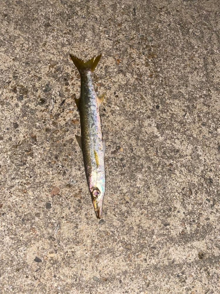 カマスとアオリ