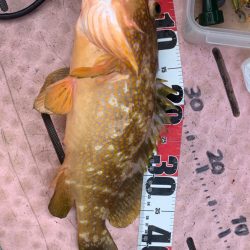 久しぶりのビッグアコウGET！！