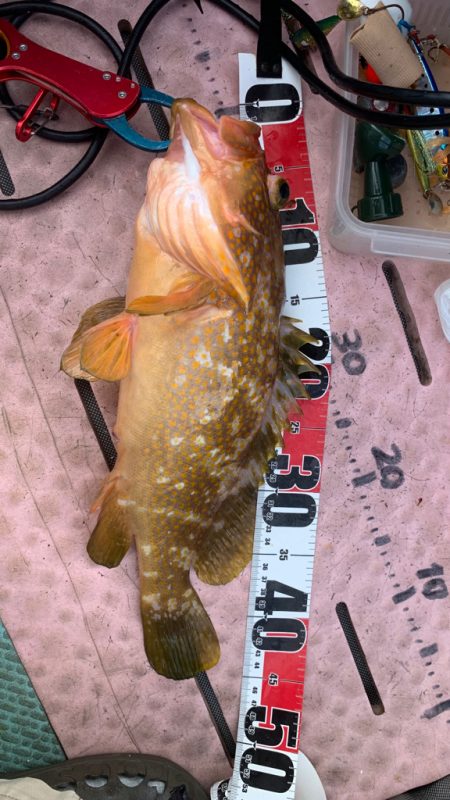 久しぶりのビッグアコウGET！！