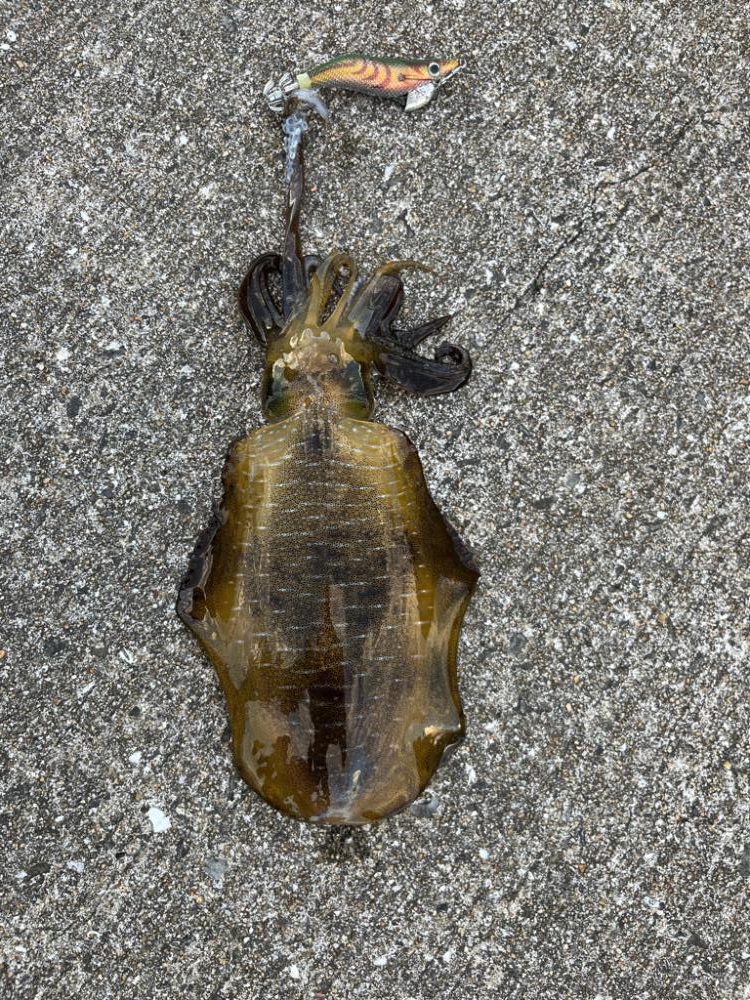 シーズン初アオリイカ