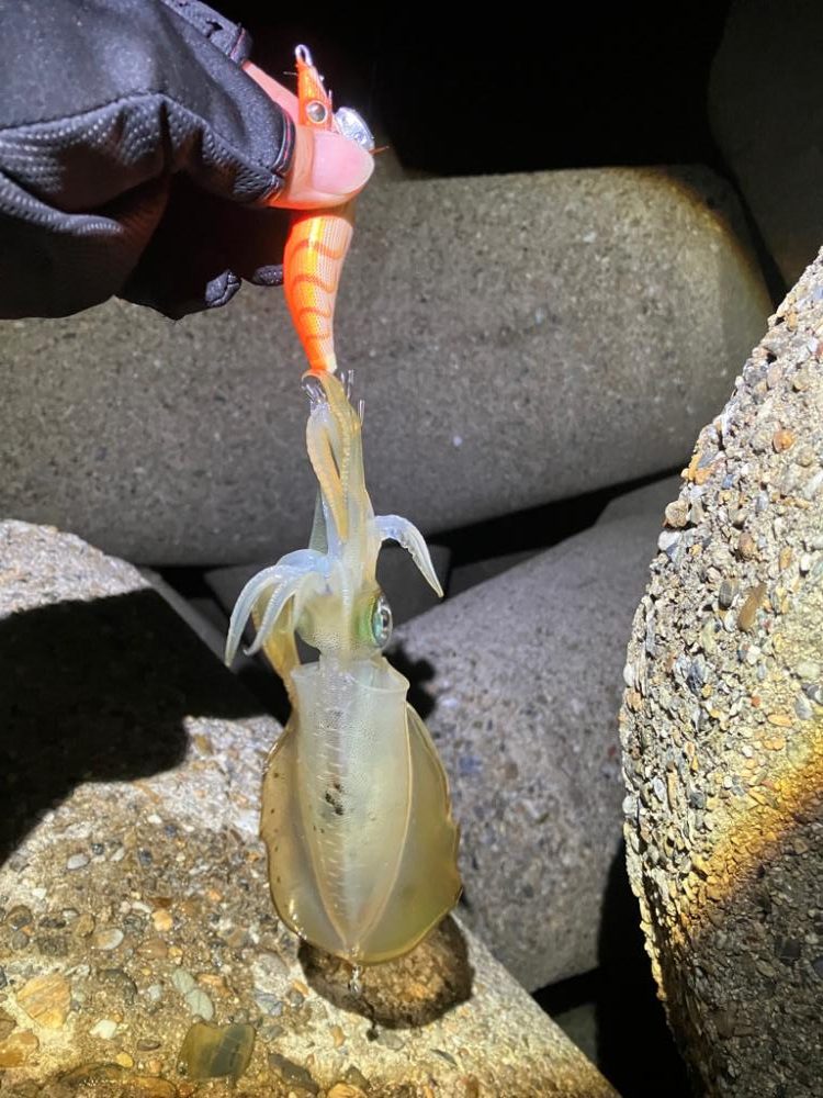 ナイトエギング(^.^)