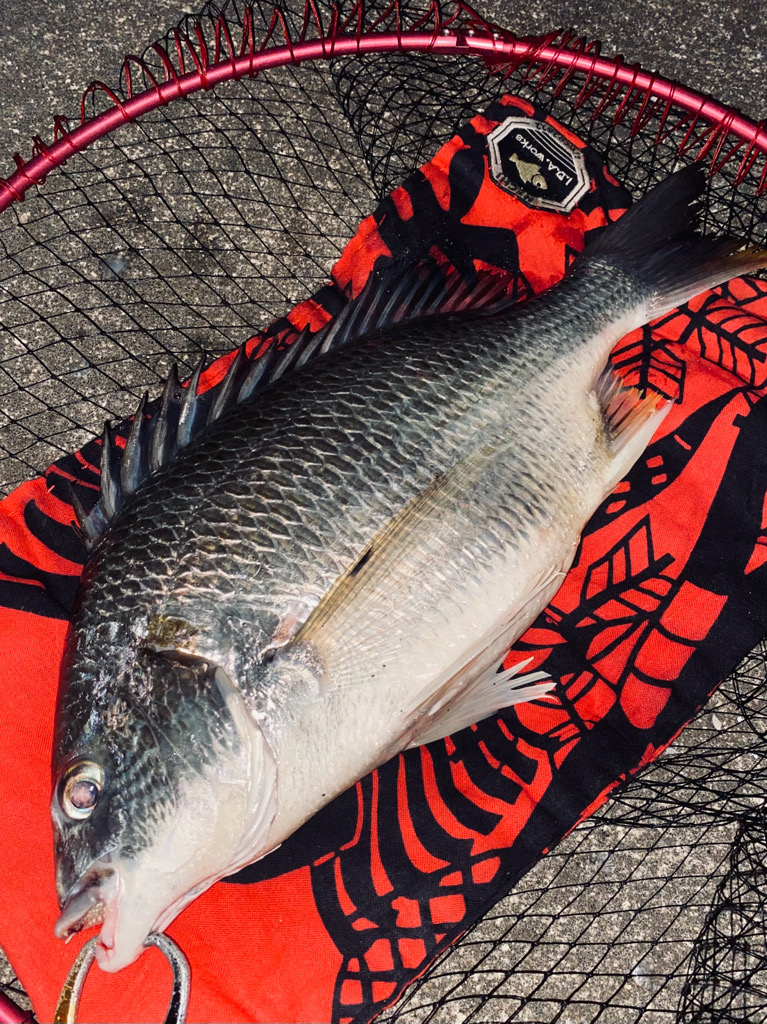 ヘチってきました