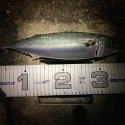 今日はサバの日？