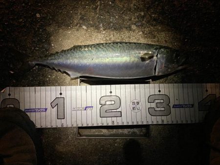 今日はサバの日？