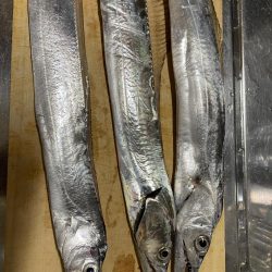 太刀魚のサイズUP！！