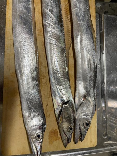 太刀魚のサイズUP！！