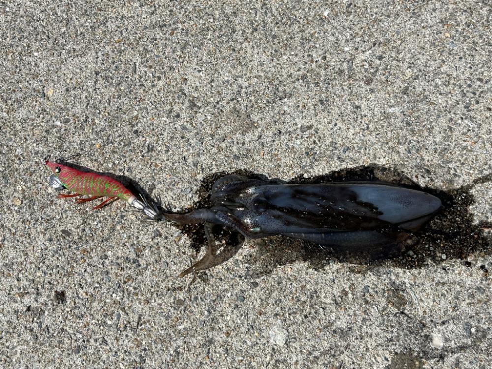 サイトエギング