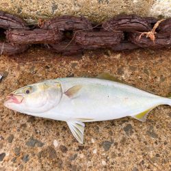 キシイチSPピンク強いにゃ！